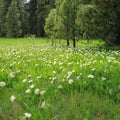 Meadow of wildflowers