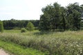 A meadow of wildflowers in front of a forest at Ethel`s Woods Forest Preserve in Illinois