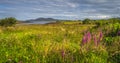 Meadow with wildflowers and lagoon, Ring of Kerry