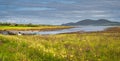 Meadow with wildflowers and marsh with old rusty paddle boat in Ring of Kerry