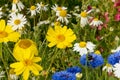 Meadow with wildflowers