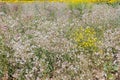 Meadow with wildflowers in the summer. Wildflowers in the summer meadow in green grass, nature Royalty Free Stock Photo