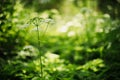 Meadow with wildflowers. summer season nature abstract background with grass and bokeh lights. Royalty Free Stock Photo