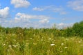 Meadow with wildflowers on sunny day in July Royalty Free Stock Photo