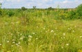 Meadow with wildflowers on sunny day in July Royalty Free Stock Photo