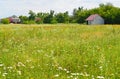 Meadow with wildflowers on sunny day in July Royalty Free Stock Photo