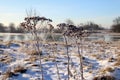 Meadow in winter fashion