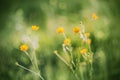 In the meadow yellow Buttercup flowers, illuminated by warm sunlight