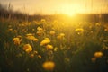 Meadow with yellow buttercups at sunset, shallow depth of field