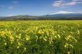 Meadow of yellow clover in flower