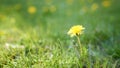 Meadow with yellow dandelions. Yellow dandelion against yellow-green field in blur