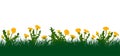 Meadow, yellow dandelions in green grass. Vector illustration