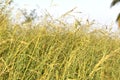 Meadow yellow flowers blooming background.