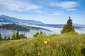 Meadow with yellow flowers and a giant spruce tree, clouds of fog over mountains. Ukraine, Carpathians. Royalty Free Stock Photo