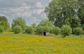 Meadow with yellow flowers and green trees in the Flemish countryside Royalty Free Stock Photo