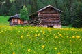 Meadow with yellow globe flowers and wooden cabins in the background in Dolomites Royalty Free Stock Photo