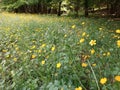 Meadow of yellow primroses in the mountains, cheerful spring