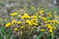 Meadow with young yellow flowers mother and stepmother close-up, Tussilago farfara Royalty Free Stock Photo