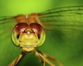 Meadowhawk Dragonfly Royalty Free Stock Photo