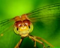 Meadowhawk Dragonfly Royalty Free Stock Photo