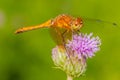 Meadowhawk Dragonfly Royalty Free Stock Photo