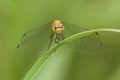 Meadowhawk Dragonfly Royalty Free Stock Photo