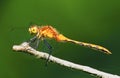 Meadowhawk Immature  45956 Royalty Free Stock Photo