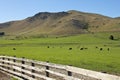 Meadowland near twizel