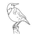 Meadowlark bird illustration vector.Line art bird Royalty Free Stock Photo