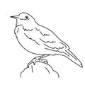 Meadowlark bird vector illustration.Line art bird