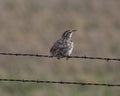 Meadowlark Perch Royalty Free Stock Photo