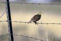 Meadowlark on a fence in summer Royalty Free Stock Photo