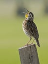 Western Meadowlark wild wildlife bird singing