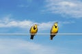 Meadowlarks on a Wire