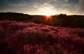 meadows covered with flowering heather Royalty Free Stock Photo