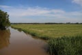 Meadows, ditches and weed flowers of the lowest polder of Europe named Zuidplaspolder in the Netherlands