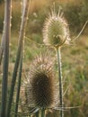 Detail of thistles in the field