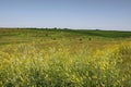 Meadows, fields and yellow flowers