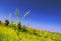 Meadows, fields and yellow flowers Royalty Free Stock Photo