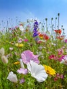 Meadows flowers and blue sky Royalty Free Stock Photo