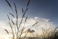 meadows flowers grass with sky sunset background in winter. Royalty Free Stock Photo