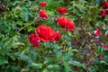 Meadows of red garden roses