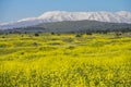 Meadows in golan Heights and hermon mount on the backgound