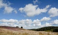 Heathlands in Cannock Chase Royalty Free Stock Photo