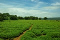 Beautiful meadows of Hitchenia caulina, it is a species of flowers found in Kaas plateau in Satara, Maharashtra, India Royalty Free Stock Photo