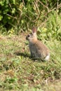 European Rabbit, Rabbit, Rabbits, Oryctolagus cuniculus Royalty Free Stock Photo