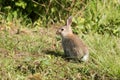 European Rabbit, Rabbit, Rabbits, Oryctolagus cuniculus Royalty Free Stock Photo