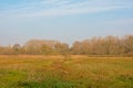 Meadows in the marsh with autumn shurbs and trees on a sunny day Royalty Free Stock Photo