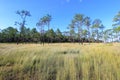 Meadows and Merkus pines at Thung Non Son