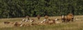 Meadows and pasture land with cows near village Smrkovec in summer day Royalty Free Stock Photo